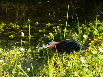 [A green heron walking through the grass at the water's edge with its head hunched down close to its body. Its eye appears to be a yellow globe with a black dot stuck to the side of its head.]